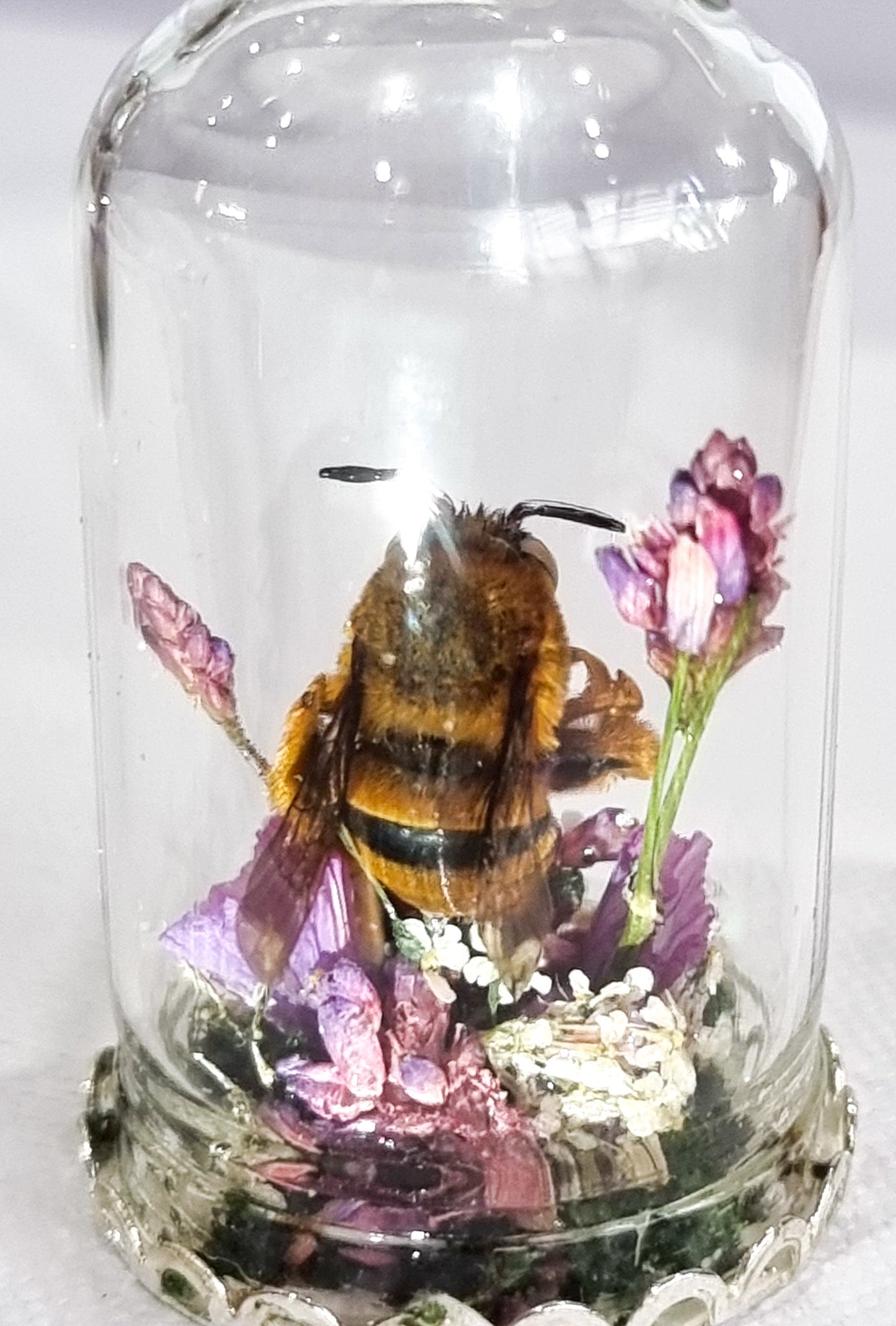 Bumbelina Fuschia 🐝🌷