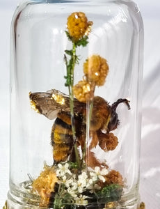 The Golden Bumbelina 🐝🌿💛🌼
