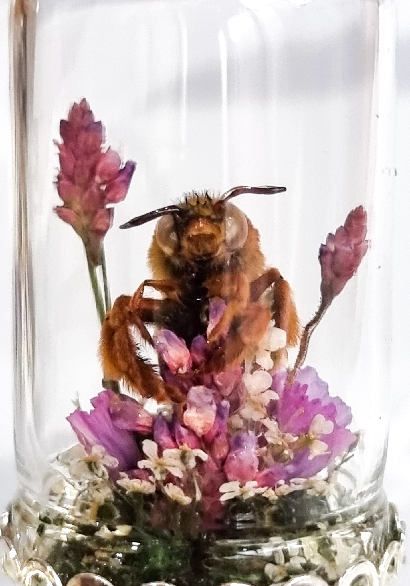 Bumbelina Fuschia 🐝🌷