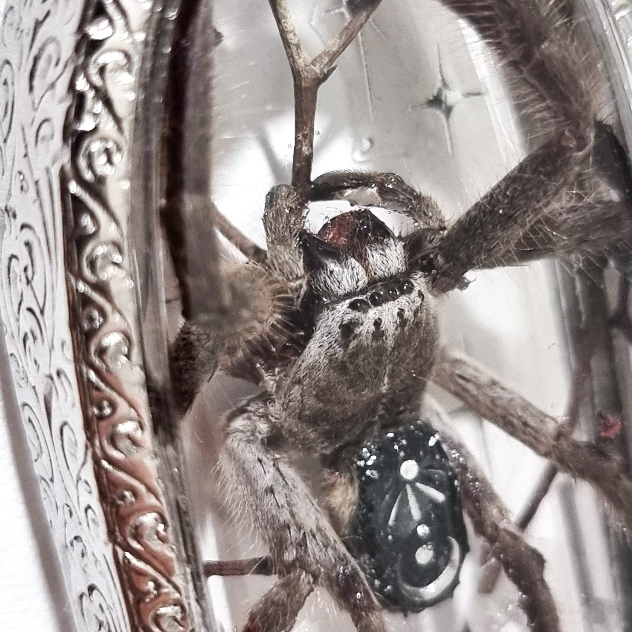 Aranthe's Enchantment  🕷💜🌜💫🪻