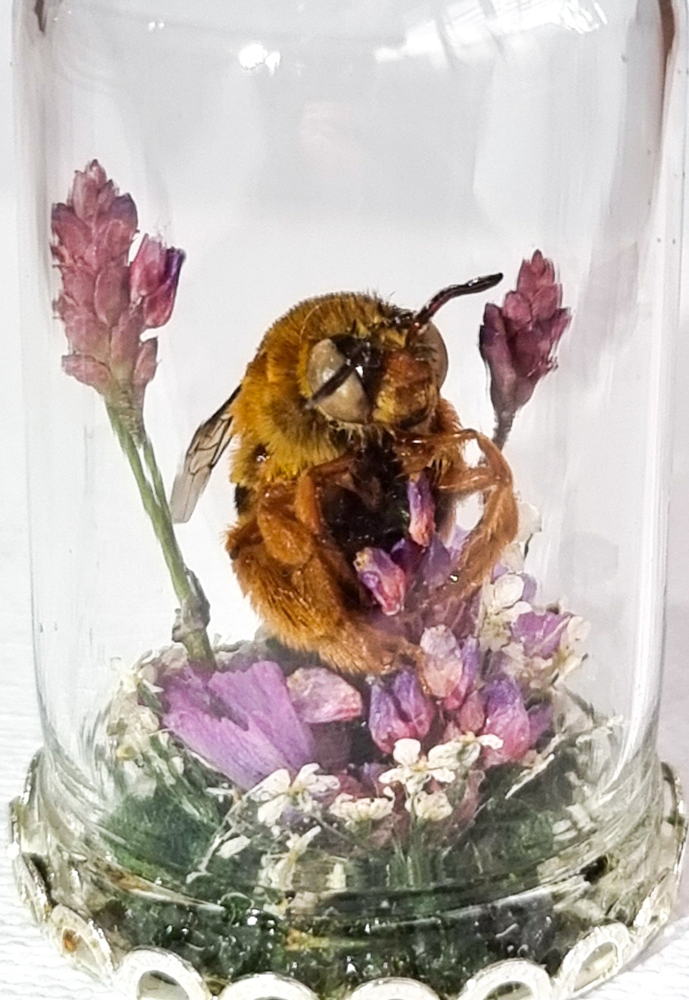 Bumbelina Fuschia 🐝🌷